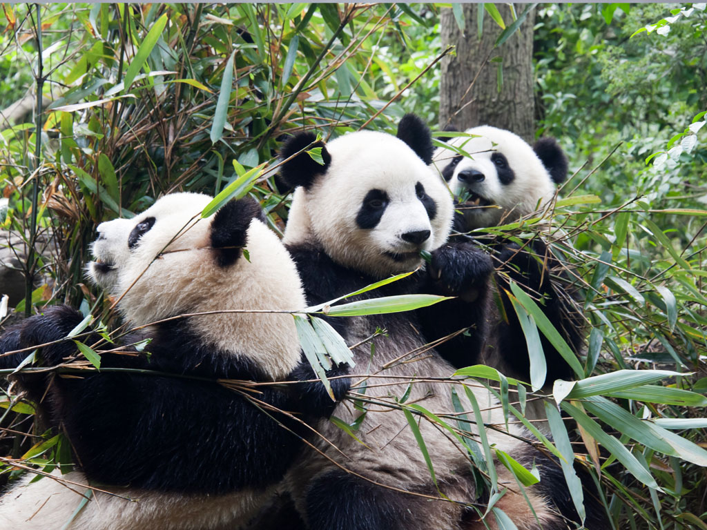 China Wishlist with Pandas & Yunnan  14 days